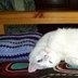 catsmeow